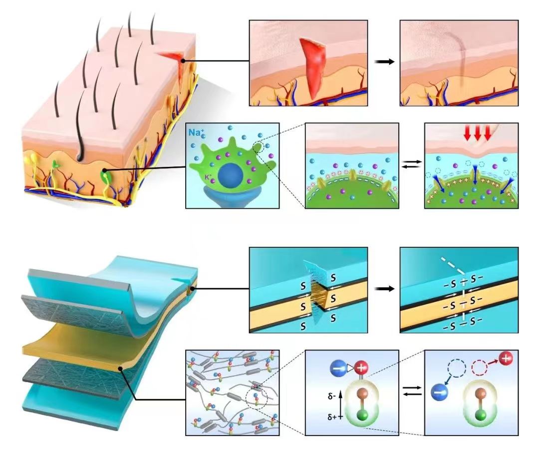 Simulate human ion transport mechanism, biomimetic skin can self heal